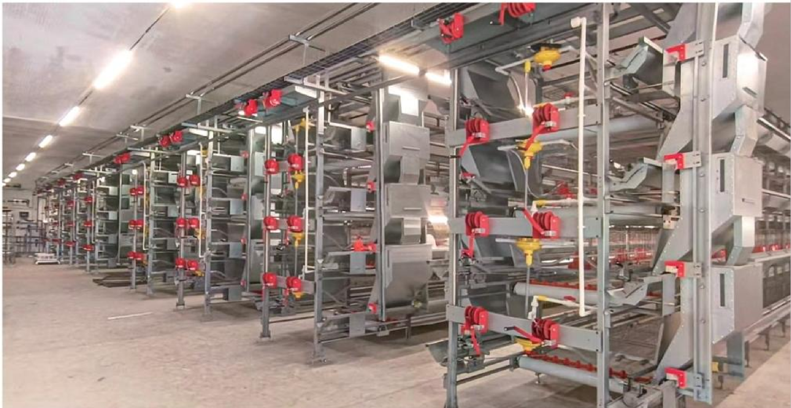 Integrated Brooding & Rearing Cage System