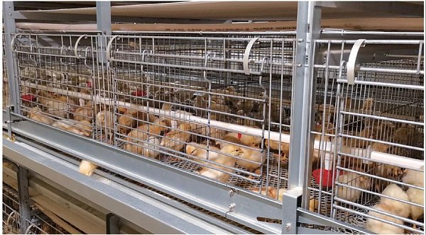 Stacked Broiler Cage System