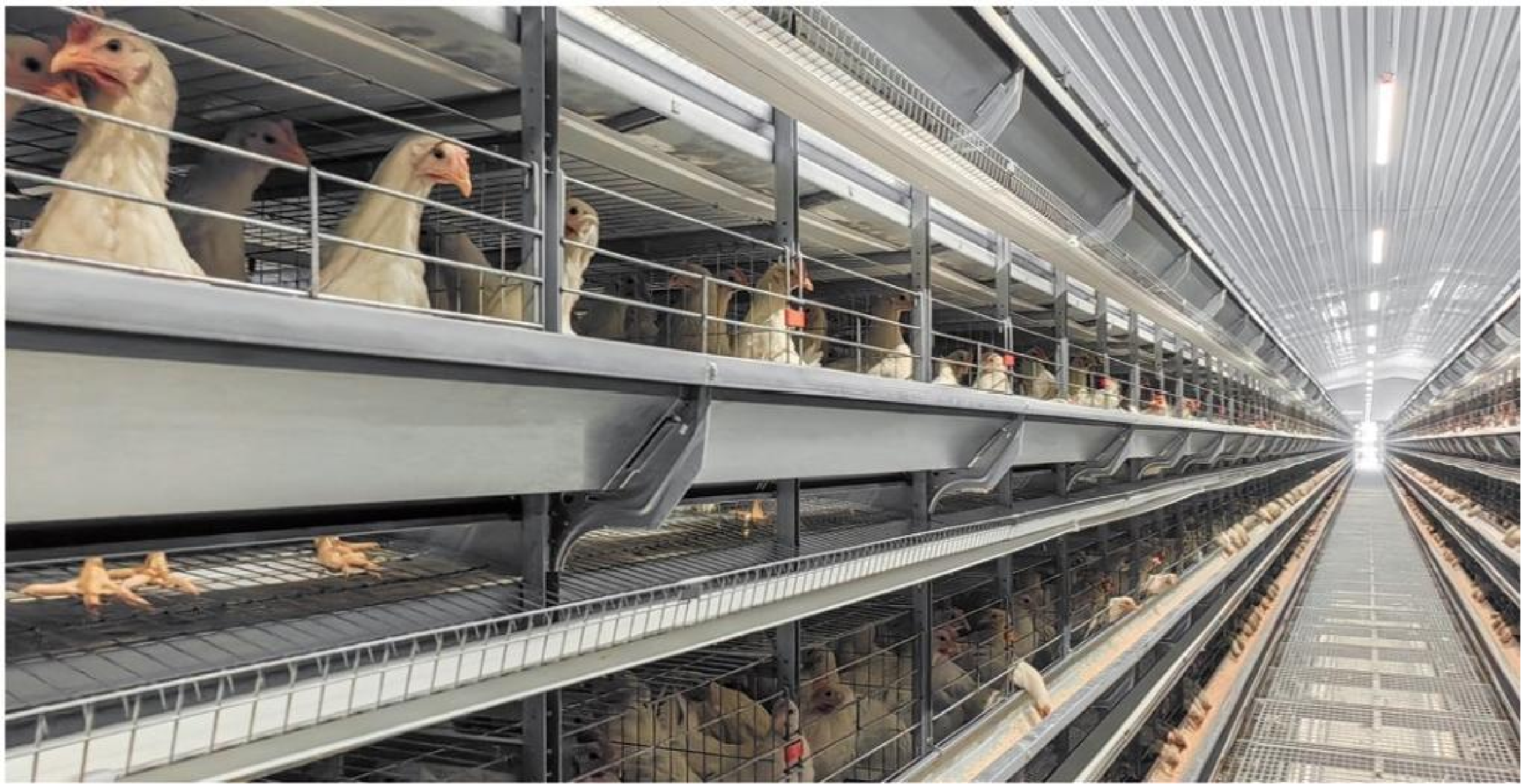 H-Type Automated Layer Cage System