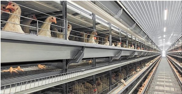 H-Type Automated Layer Cage System H-Type Automated Layer Cage System