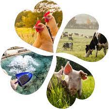 WHAT ARE FEED ADDITIVES? WHAT ARE FEED ADDITIVES?