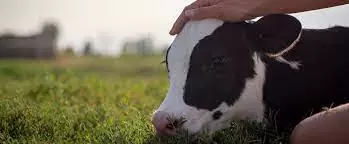 Why use feed additives?