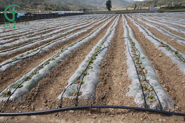 شريط التنقيط الزراعي بالجملة