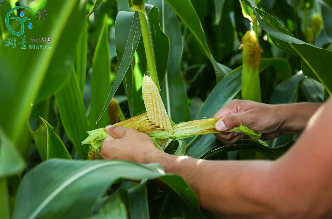 素材1.png 素材1.png