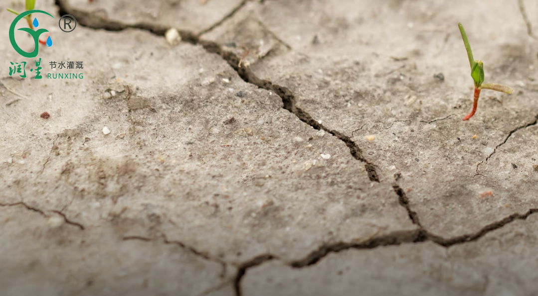 هل تشكل ملوحة التربة تهديدا لأمننا الغذائي؟ هل تشكل ملوحة التربة تهديدا لأمننا الغذائي؟