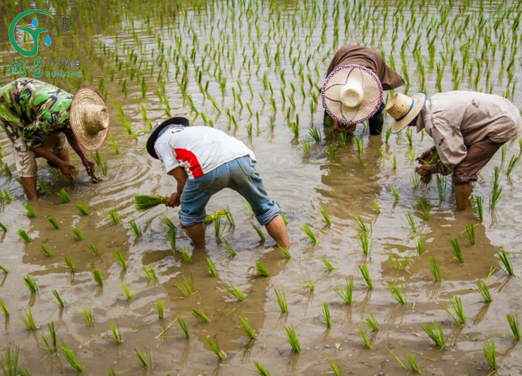 هل ينقذ الأرز العالم؟ هل ينقذ الأرز العالم؟