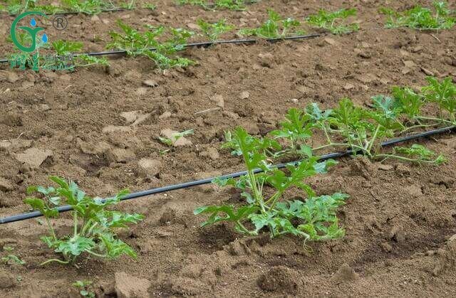 ما هي أنظمة الري المناسبة لزراعة الفاكهة؟ ما هي أنظمة الري المناسبة لزراعة الفاكهة؟