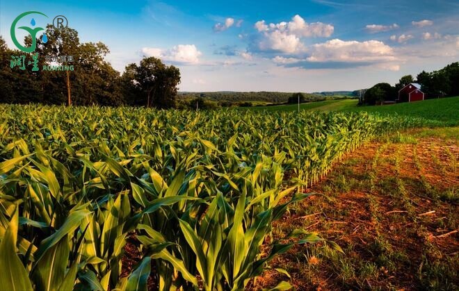 زراعة الذرة في أمريكا الجنوبية: تعزيز الكفاءة باستخدام أنظمة الري بالتنقيط زراعة الذرة في أمريكا الجنوبية: تعزيز الكفاءة باستخدام أنظمة الري بالتنقيط