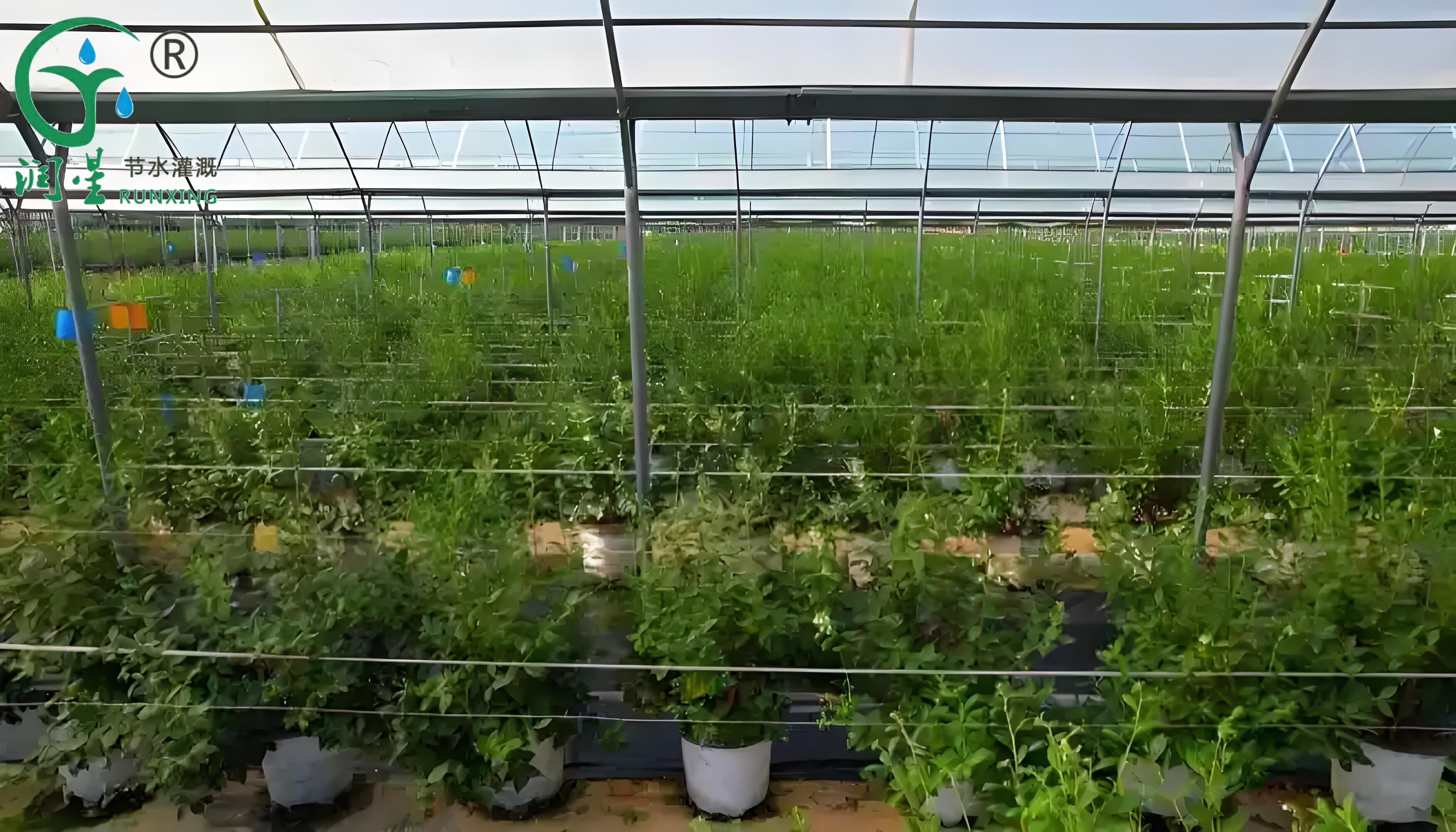 زراعة التوت الأزرق في بيرو: تعزيز الكفاءة باستخدام مرافق الري بالتنقيط زراعة التوت الأزرق في بيرو: تعزيز الكفاءة باستخدام مرافق الري بالتنقيط