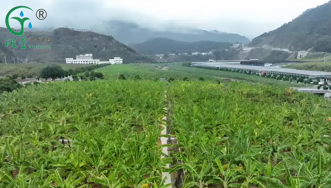 دليل مرافق زراعة الموز في الأرجنتين والري بالتنقيط دليل مرافق زراعة الموز في الأرجنتين والري بالتنقيط