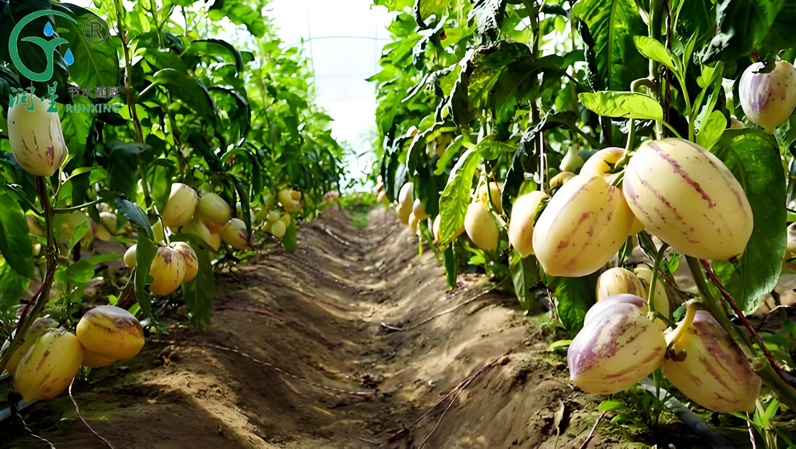 زراعة فاكهة الجنسنغ الكولومبي وضرورة استخدام أنظمة الري بالتنقيط زراعة فاكهة الجنسنغ الكولومبي وضرورة استخدام أنظمة الري بالتنقيط