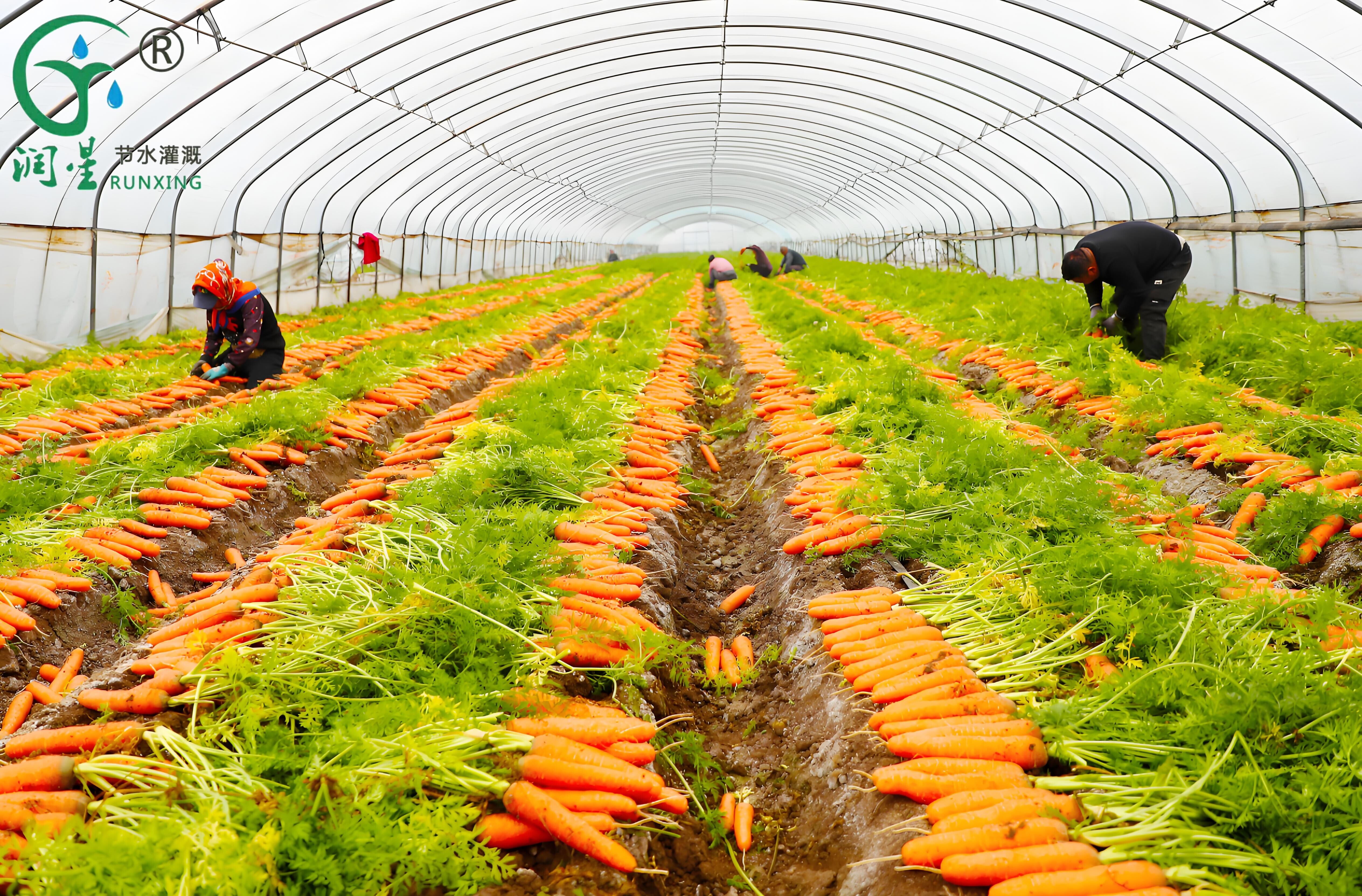 زراعة الجزر في كولومبيا وضرورة أنظمة الري بالتنقيط زراعة الجزر في كولومبيا وضرورة أنظمة الري بالتنقيط