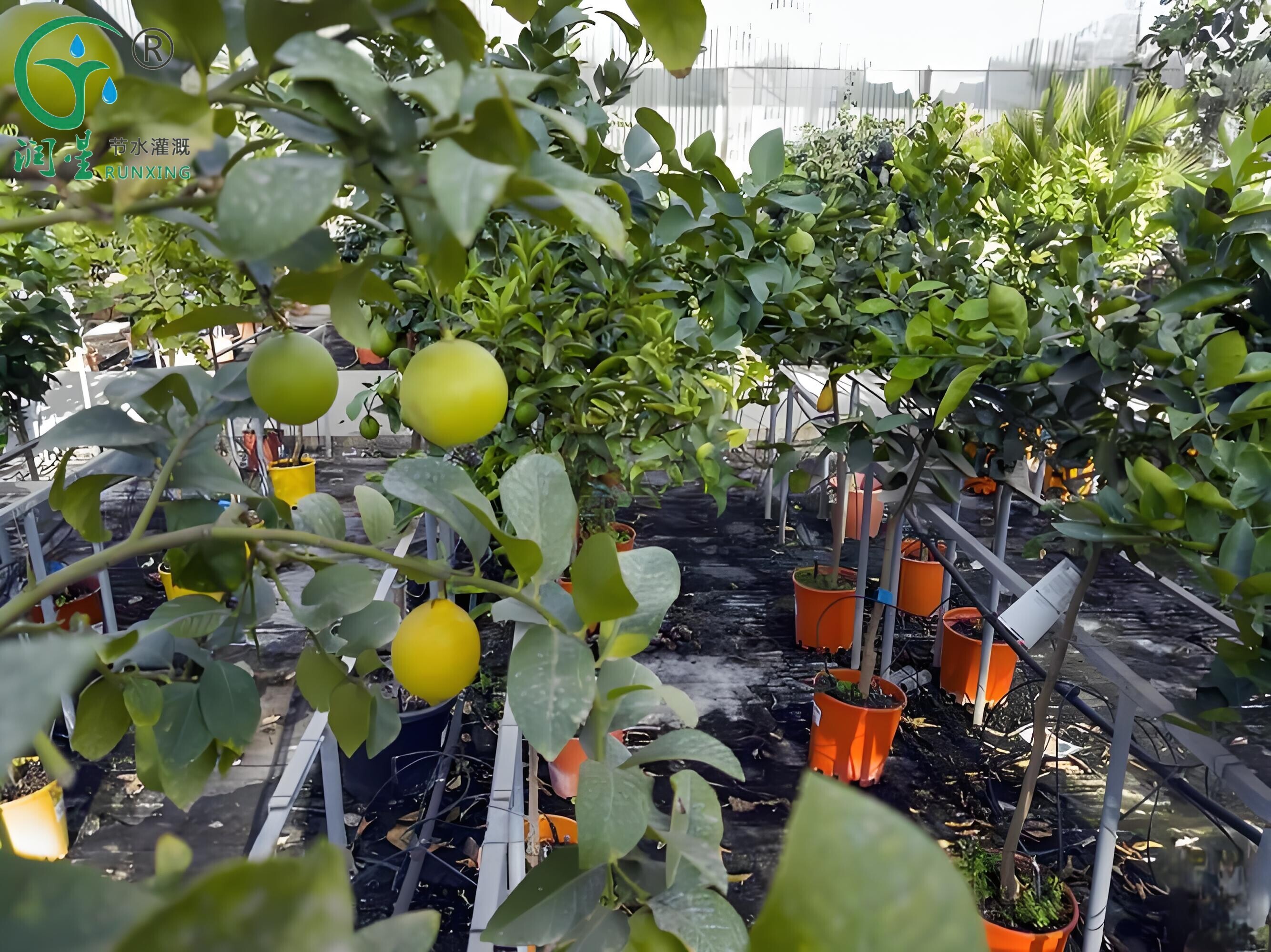 الري باستخدام أنظمة التنقيط لزراعة الليمون في كولومبيا: دليل شامل الري باستخدام أنظمة التنقيط لزراعة الليمون في كولومبيا: دليل شامل