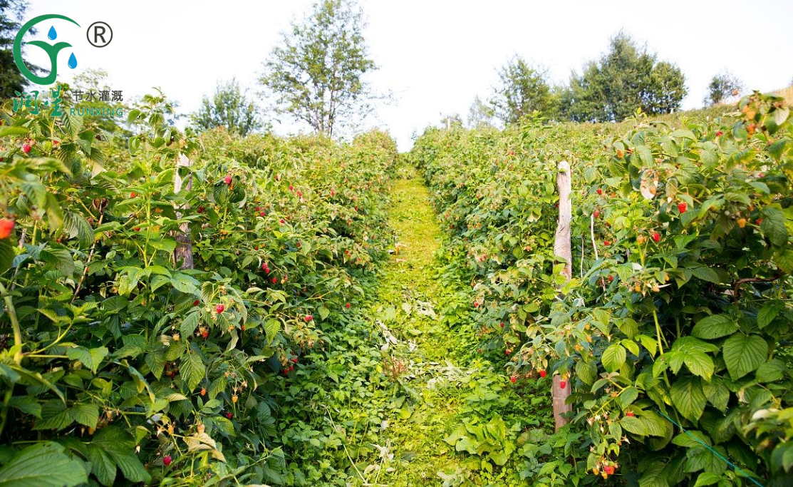 دليل زراعة التوت في كولومبيا باستخدام أنظمة الري بالتنقيط دليل زراعة التوت في كولومبيا باستخدام أنظمة الري بالتنقيط