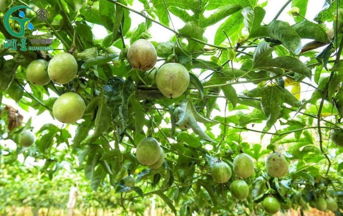 دليل زراعة فاكهة العاطفة في كولومبيا باستخدام أنظمة الري بالتنقيط دليل زراعة فاكهة العاطفة في كولومبيا باستخدام أنظمة الري بالتنقيط