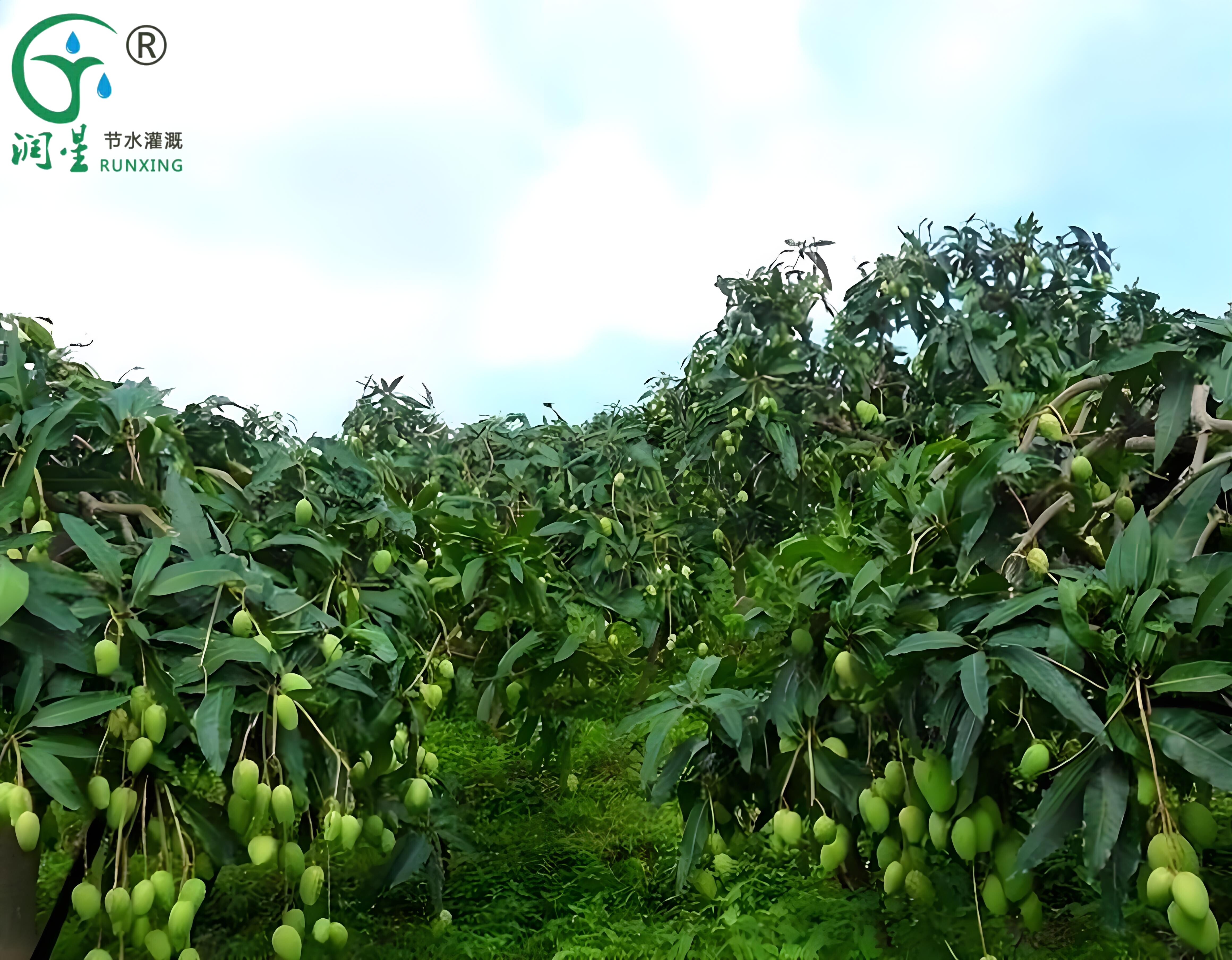 العلوم الشعبية حول زراعة المانجو في كولومبيا وضرورة أنظمة الري بالتنقيط العلوم الشعبية حول زراعة المانجو في كولومبيا وضرورة أنظمة الري بالتنقيط