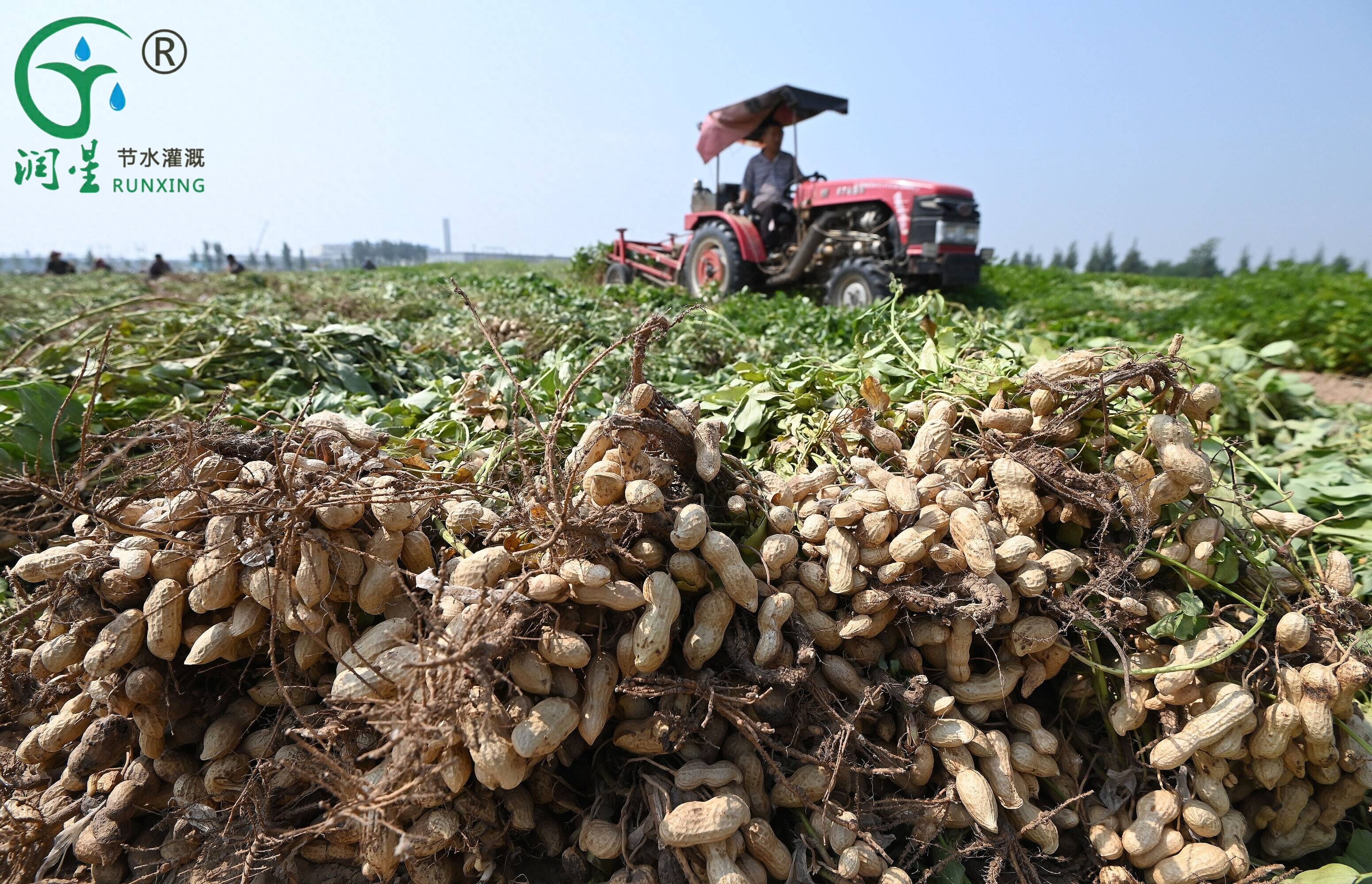 دليل لزراعة الفول السوداني والري بالتنقيط في البرازيل دليل لزراعة الفول السوداني والري بالتنقيط في البرازيل