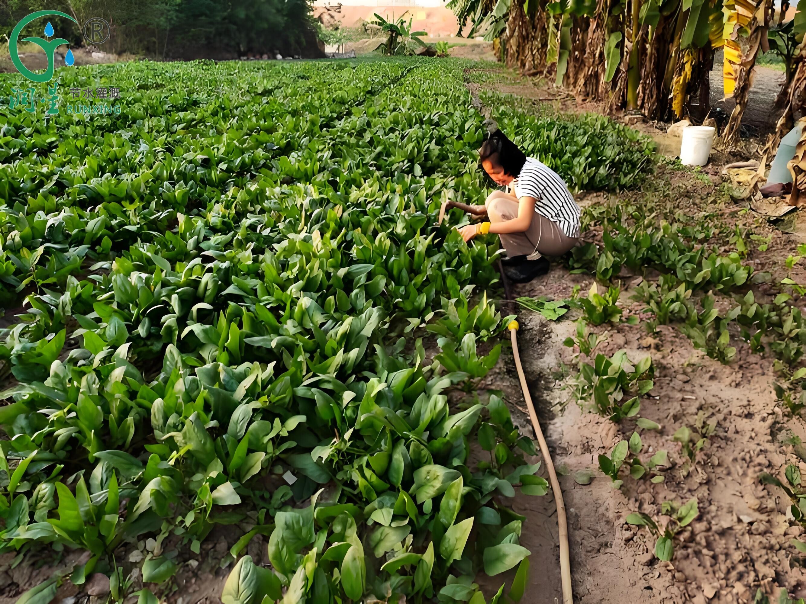 دليل زراعة السبانخ البرازيلية وأنظمة الري بالتنقيط دليل زراعة السبانخ البرازيلية وأنظمة الري بالتنقيط