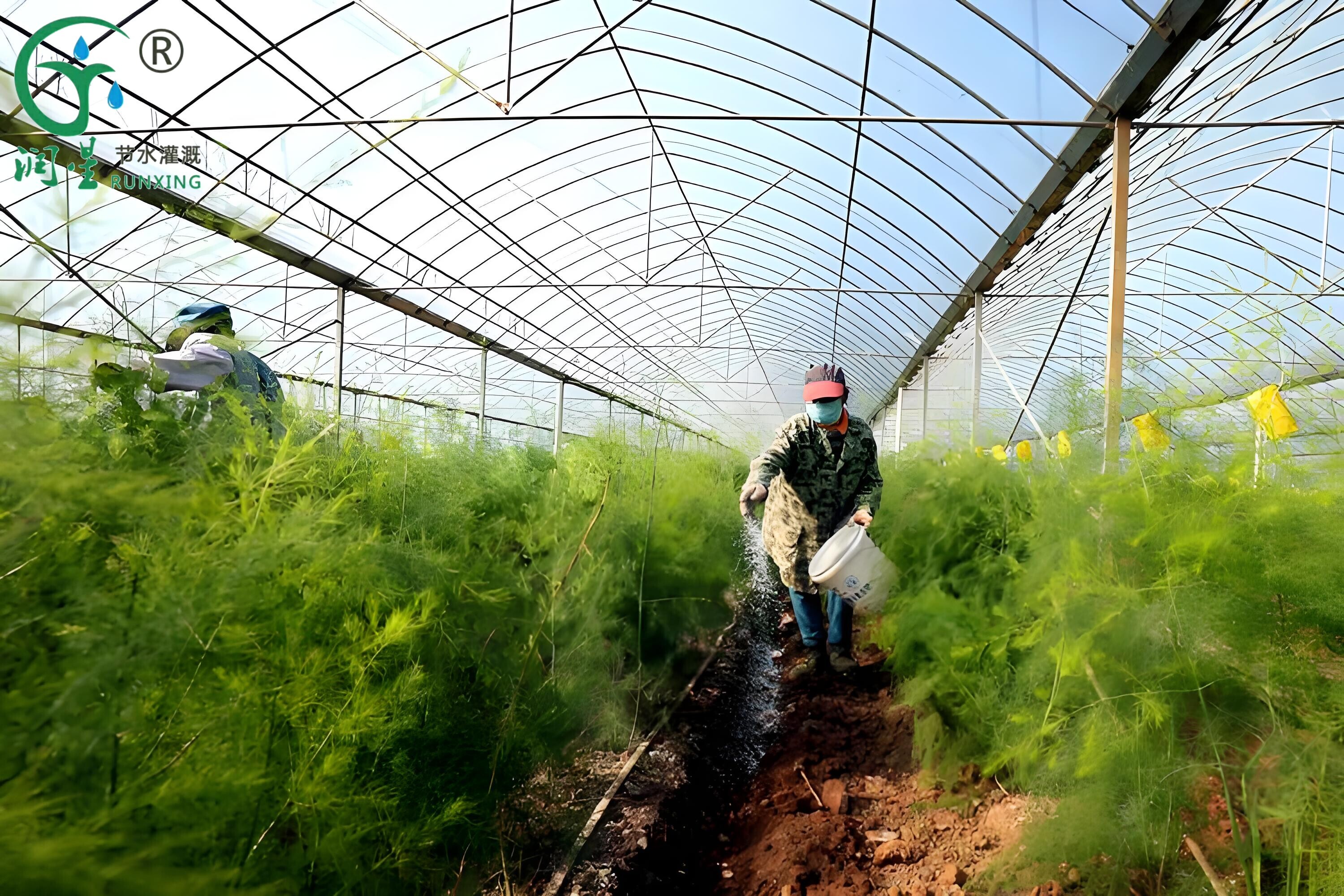 زراعة الهليون في بيرو وتطبيق أنظمة الري بالتنقيط: تعميم العلوم زراعة الهليون في بيرو وتطبيق أنظمة الري بالتنقيط: تعميم العلوم