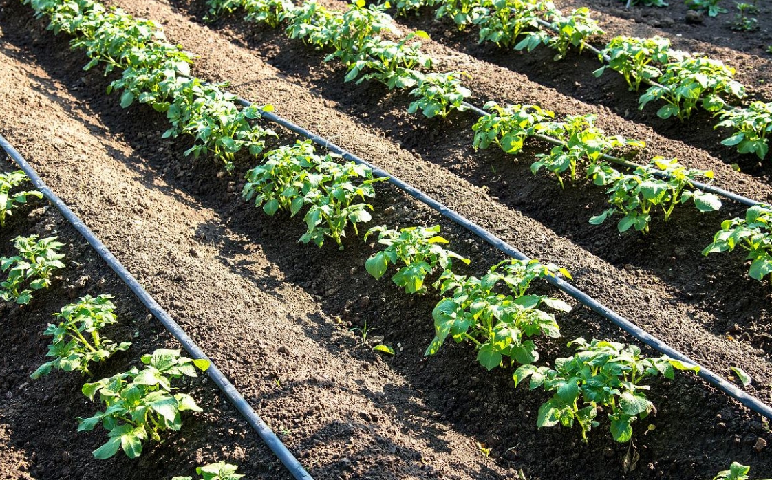 أنابيب ري بالتنقيط عالية الجودة