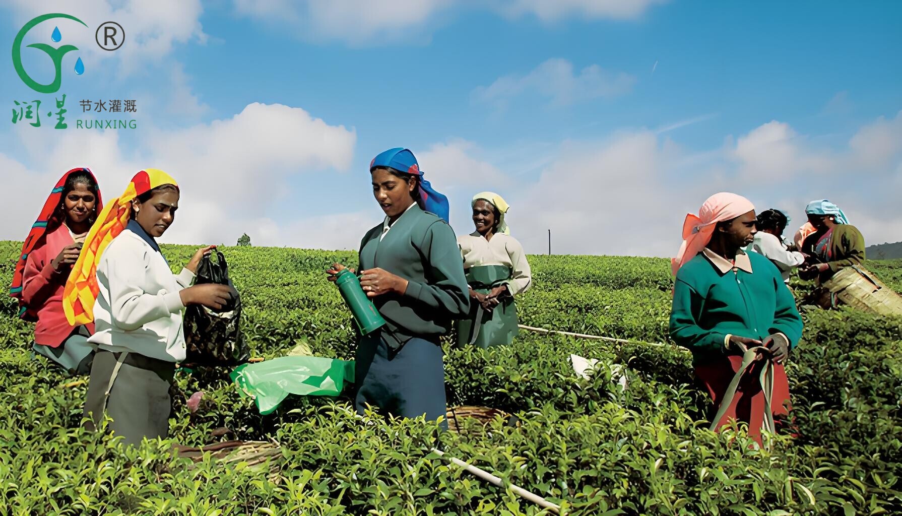 مزارع الشاي في الهند وضرورة أنظمة الري بالتنقيط مزارع الشاي في الهند وضرورة أنظمة الري بالتنقيط