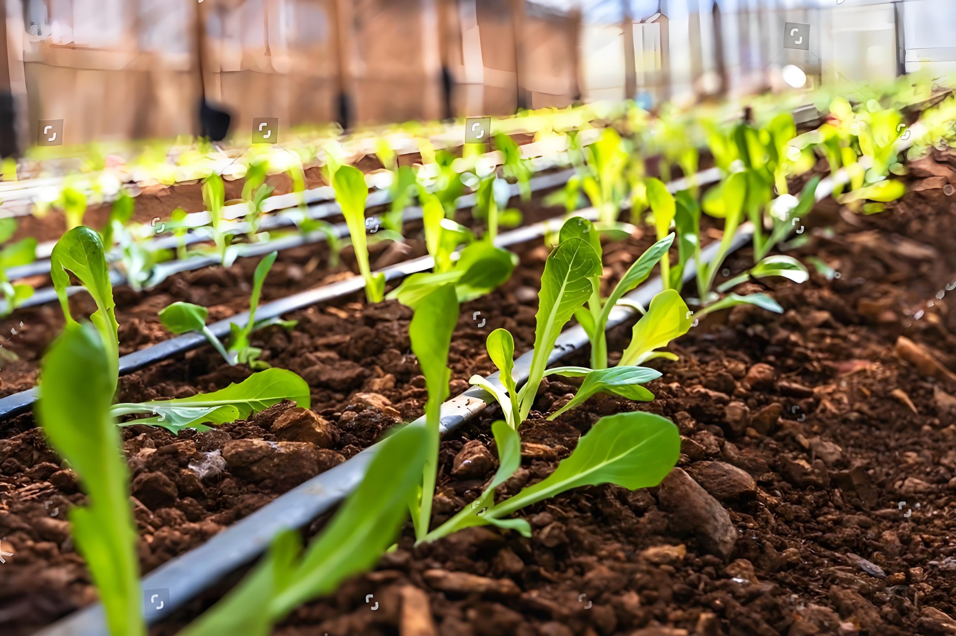 الكشف عن أنابيب الري بالتنقيط: كيف يوفر أنبوب واحد على مزارع أمريكا الجنوبية 30% من المياه و50% من العمالة ويضاعف غلة قهوة الأنديز؟ الكشف عن أنابيب الري بالتنقيط: كيف يوفر أنبوب واحد على مزارع أمريكا الجنوبية 30% من المياه و50% من العمالة ويضاعف غلة قهوة الأنديز؟