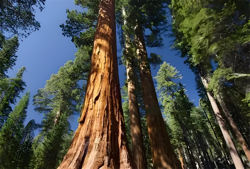 التنوب الأحمر الكندي