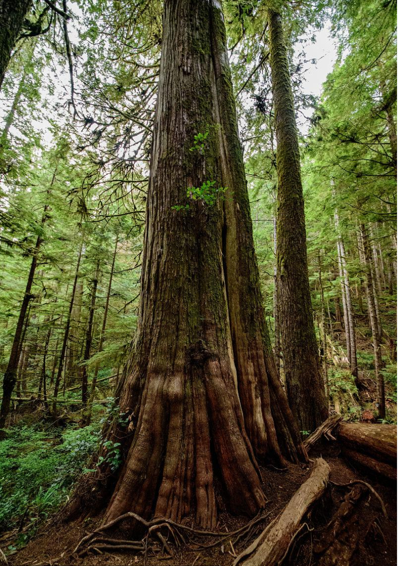 خشب الأرز الأحمر الكندي