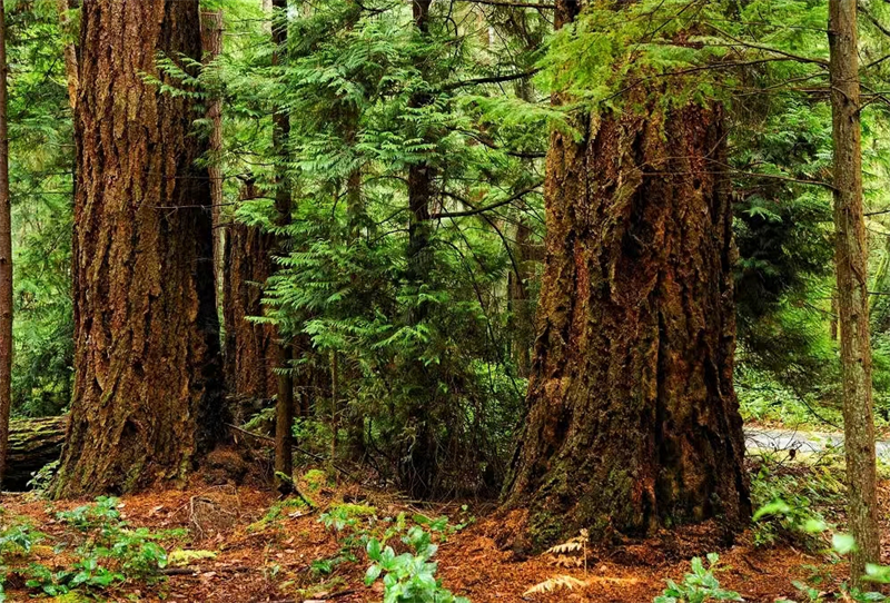 الشوكران الكندي