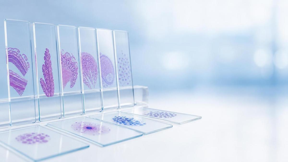 What Makes Color-PLUS PCL Microscope Slides Suitable for Histology and Cytology?